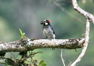 Acorn Woodpecker