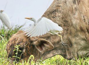 Cattle Egret