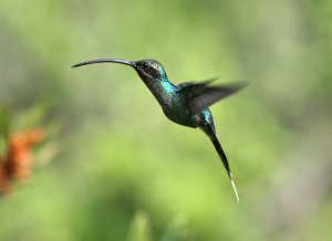 Green Hermit