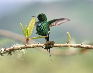 Green Thorntail