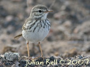 Berthelot's Pipit