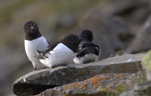 Little Alk at Svalbard