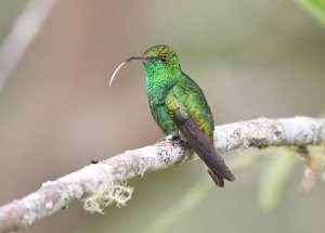 Coppery-headed Emerald