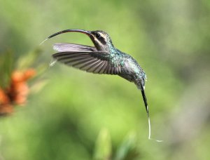 Green Hermit