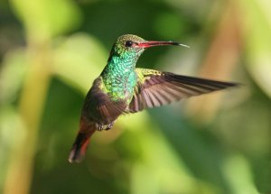 Rufous-tailed Hummingbird