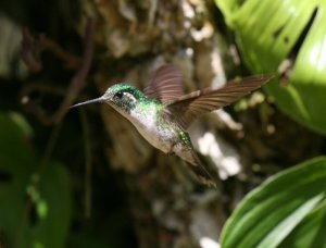 White-bellied Mountaingem