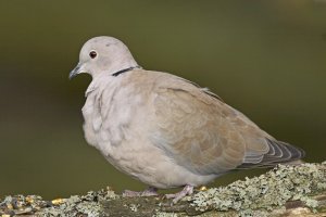 Collared Dove