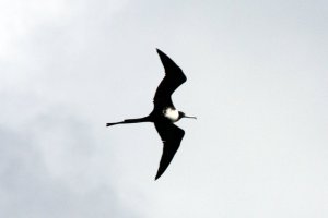 Frigate Bird