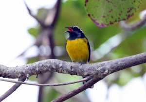 Bananaquit