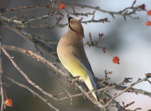 Cedar Waxwing