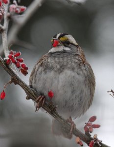 White-throated Sparrow