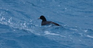 American coot