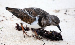 Ruddy Turnstone