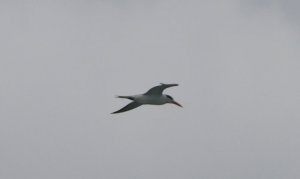 Tern