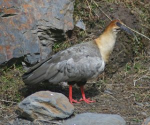 Andean Ibis