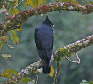 Black-and-chestnut Eagle