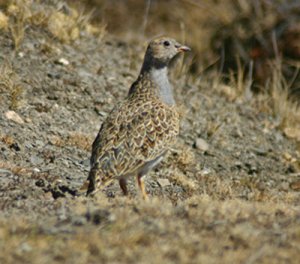 Gray-breasted Seedsnipe