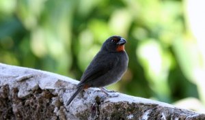 Lesser Antillean Bullfinch