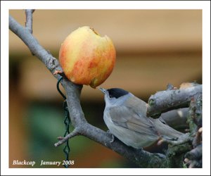 Blackcap