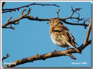 brambling