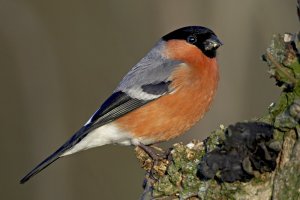 Bullfinch (male)