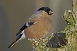 Bullfinch (female)