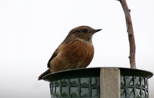 Female Stone Chat