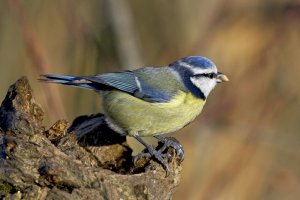 Blue Tit