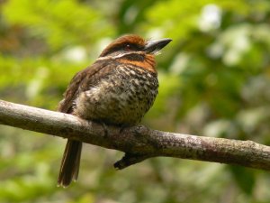 Spotted Puffbird   -   Tamatia tachet