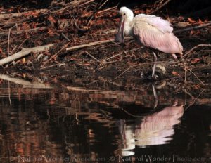 Roseate Spoonbill