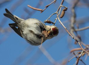 Hungry Redpoll