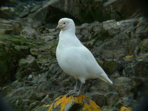 snowy sheathbill