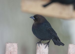 Cowbird Portrait