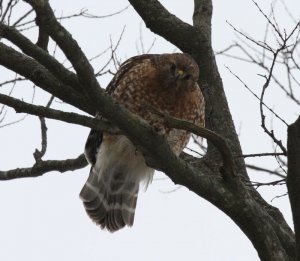 Curious Hawk