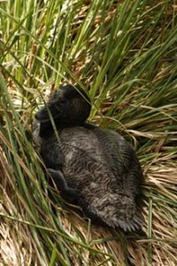 Musk Duck