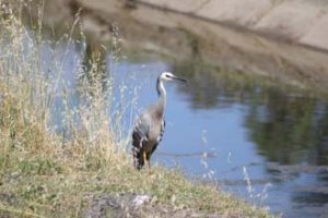 White Faced Heron