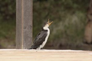 Pied Cormorant