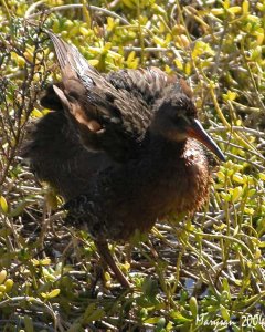 Clapper Rail