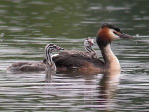 Family Outing