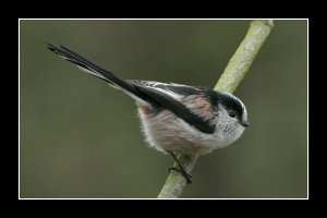 LONG TAILED TIT