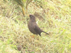 Sooty Robin