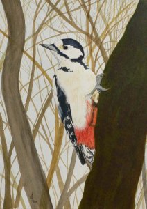 Great Spotted Woodpecker