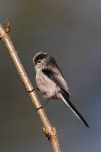 Long Tailed Tit