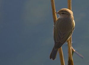 Chiffchaff