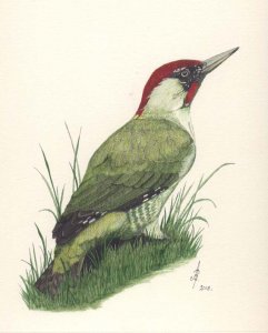 Green Woodpecker