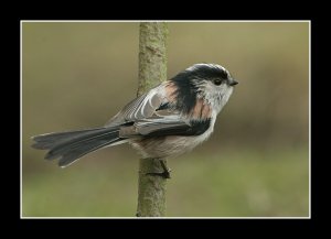 LONG TAILED TIT