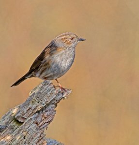 Dunnock