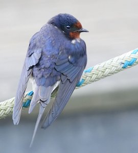 Swallow