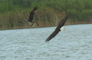 Eagle in pursuit of osprey with fish