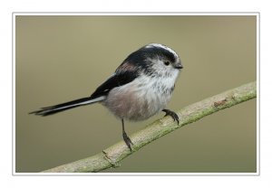 LONG TAILED TIT